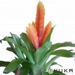 Vriesea surtidas