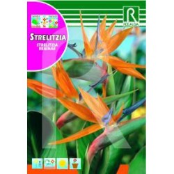 Semillas strelitzia reginae