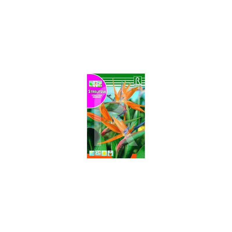 Semillas strelitzia reginae