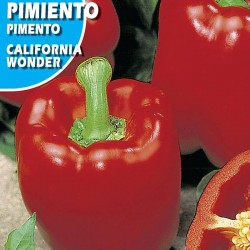 PIMIENTO CALIFORNIA WONDER