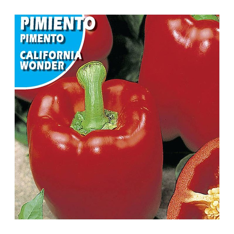 PIMIENTO CALIFORNIA WONDER