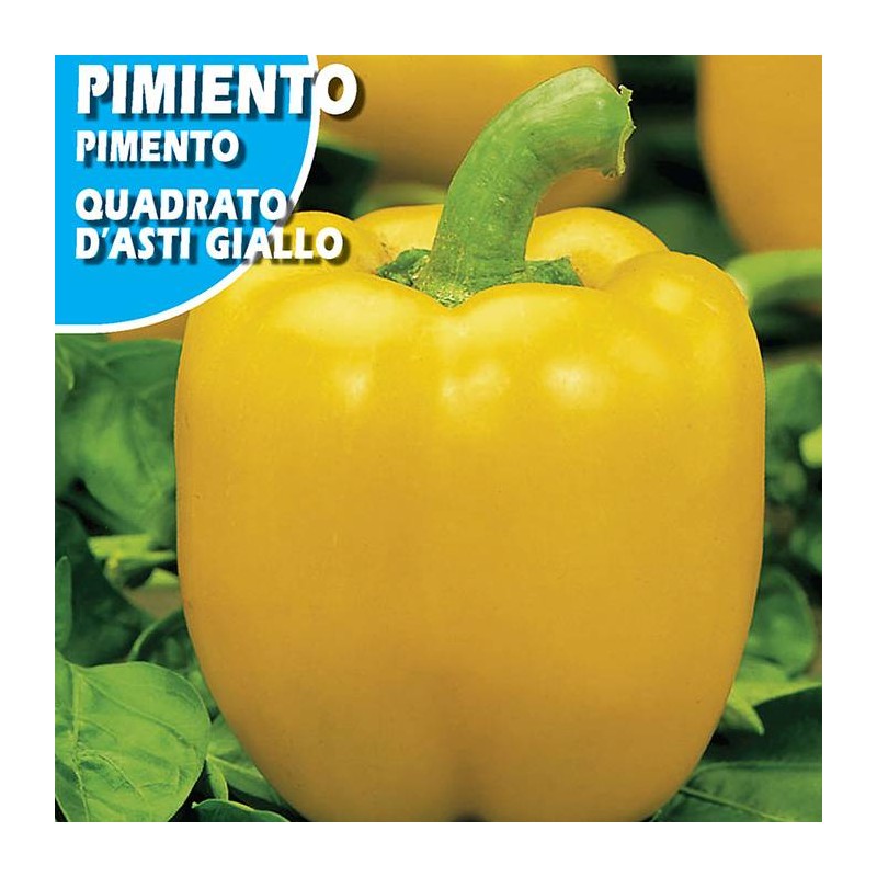 PIMIENTO CUADRATO D'ASTI GIALLO