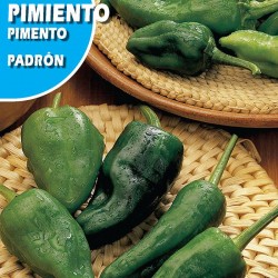 PIMIENTO DE PADRON