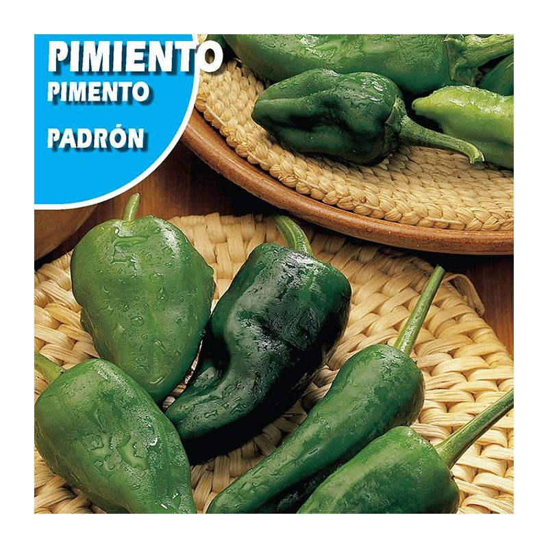 PIMIENTO DE PADRON