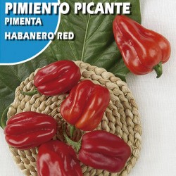 Semillas pimiento picante habanero red