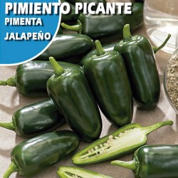 Semillas pimiento picante jalapeño
