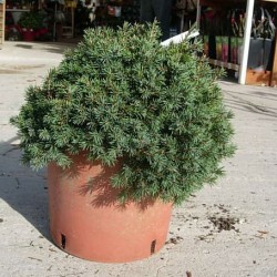 PICEA ABIES NIDIFORMIS