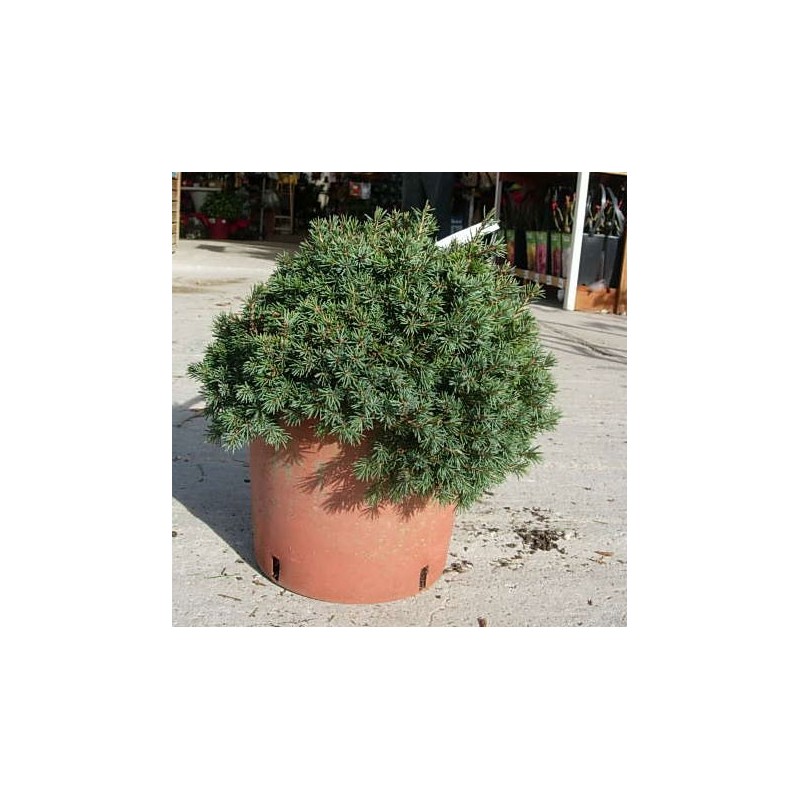 PICEA ABIES NIDIFORMIS
