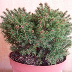 PICEA ABIES OHLENDORFII