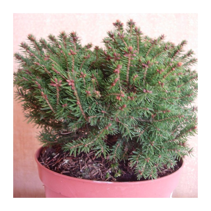 PICEA ABIES OHLENDORFII