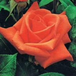 Rosal Betina
