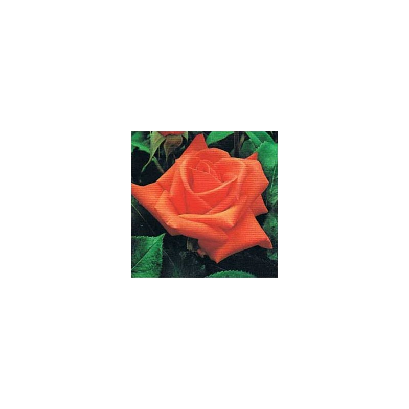 Rosal Betina
