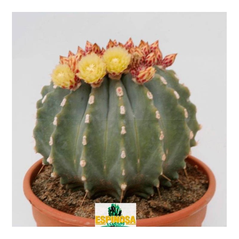 Cactus ferocactus glaucenscens inermis