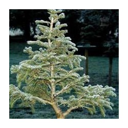 PICEA GLAUCA ALBERTI GLOBE