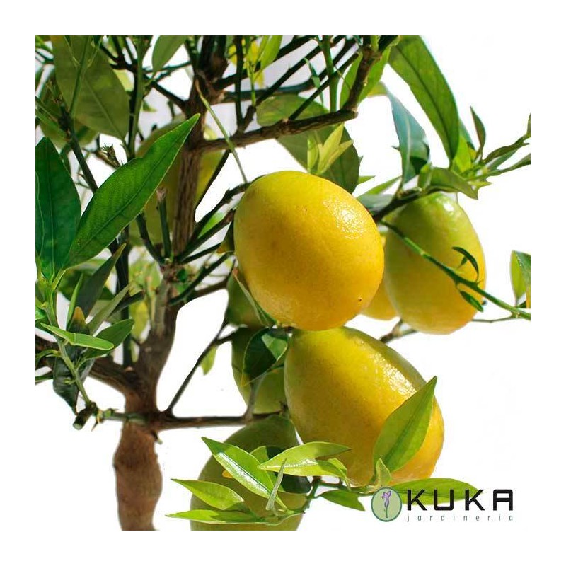 Limequat