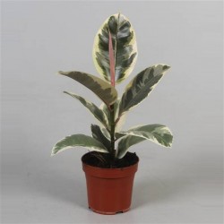Ficus elastica tineke