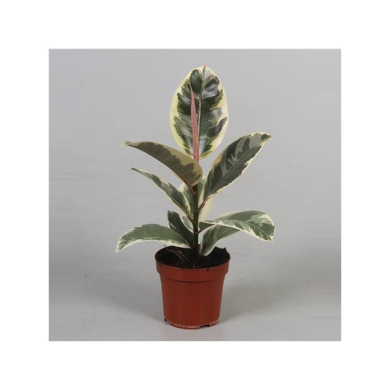 Ficus elastica tineke