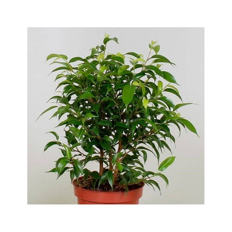 Ficus benjamina natasja