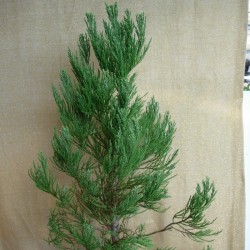 Sequoiadendron Giganteum