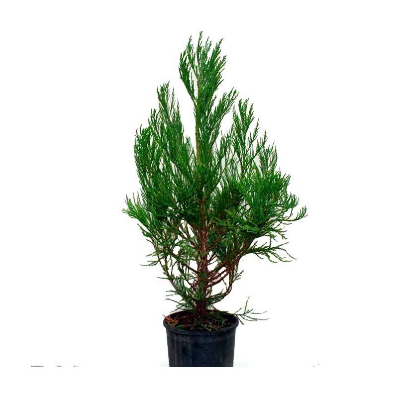 Sequoiadendron Giganteum
