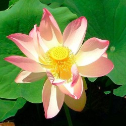 Nelumbo