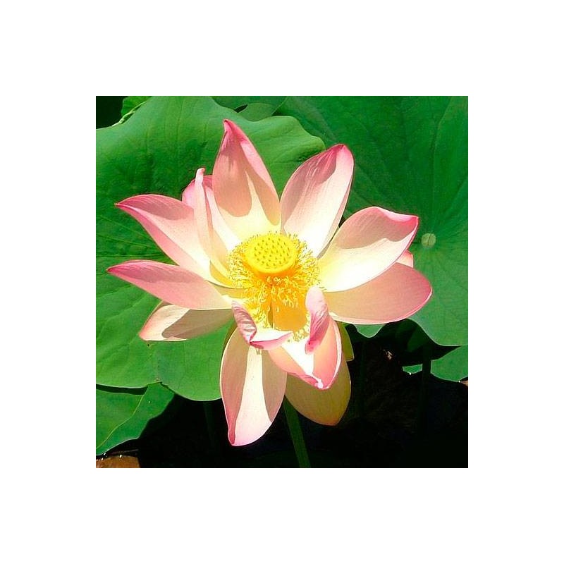 Nelumbo