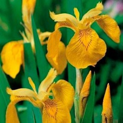 Iris Pseudoacorus