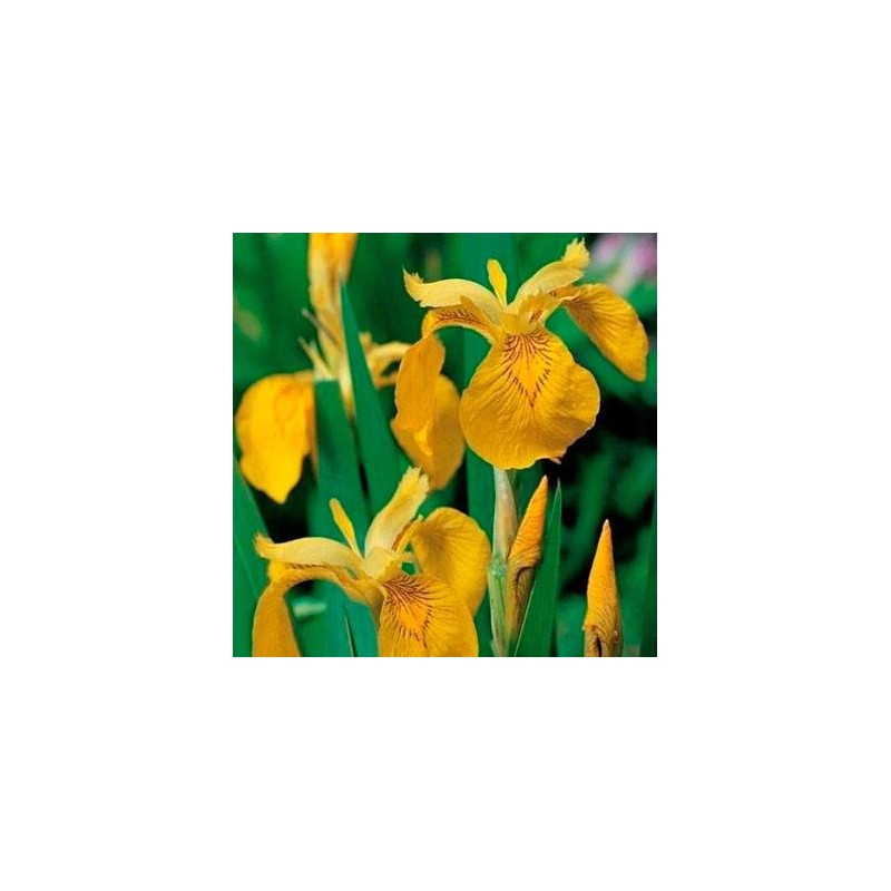 Iris Pseudoacorus