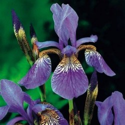 Iris Pseudoacorus
