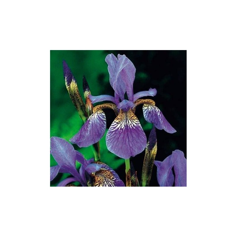 Iris Pseudoacorus