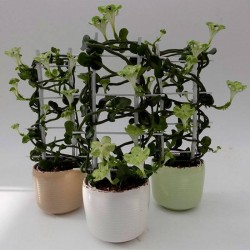 Ceropegia sandersonii