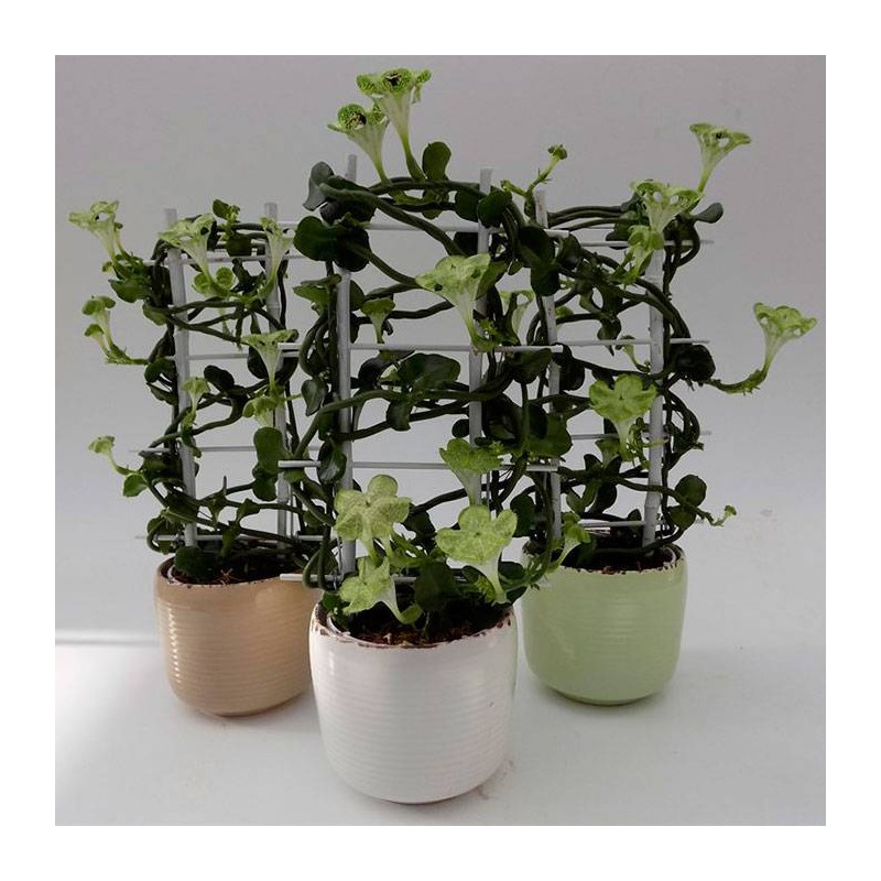 Ceropegia sandersonii