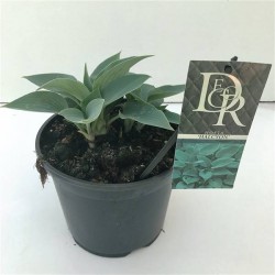 Hosta tardiana halcyon