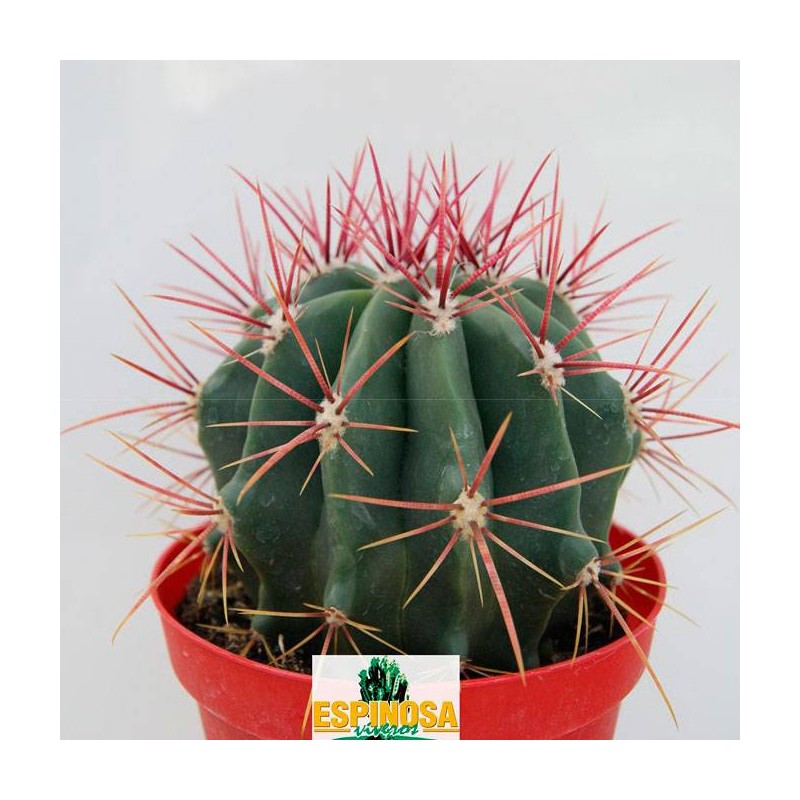 Cactus ferocactus stainesii pilosus