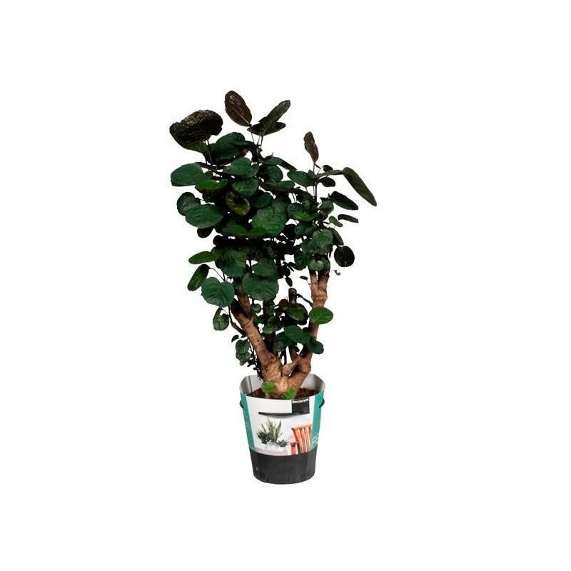 Polyscias Fabian