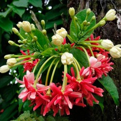 Quisqualis indica