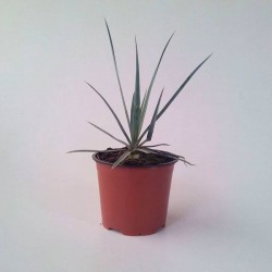 Yucca rigida