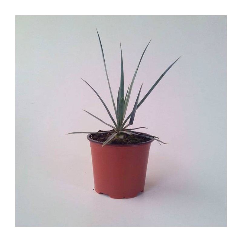 Yucca rigida