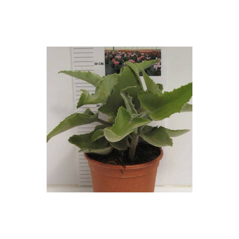 Kalanchoe beharensis