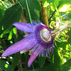 Passiflora purple passion