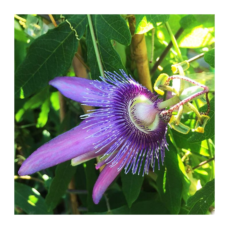 Passiflora purple passion