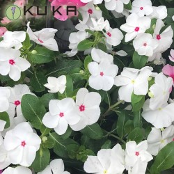 VINCA
