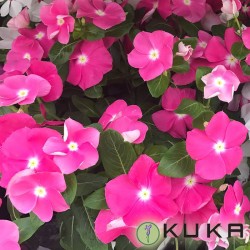 VINCA