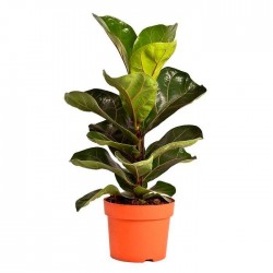 Ficus lyrata bambino