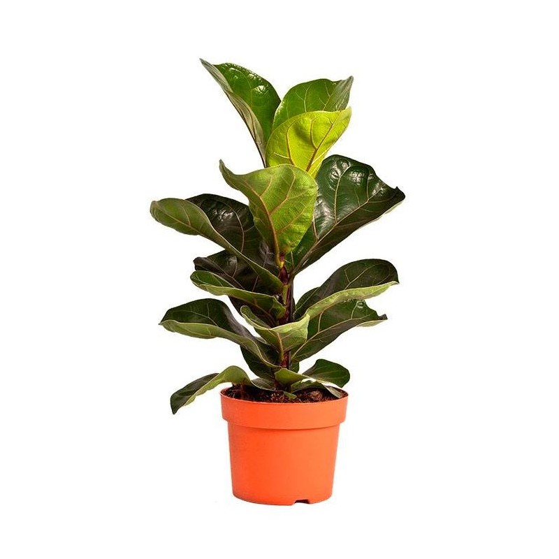 Ficus lyrata bambino