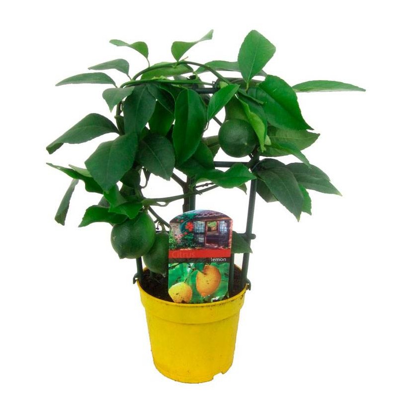 Bonsai Citrus