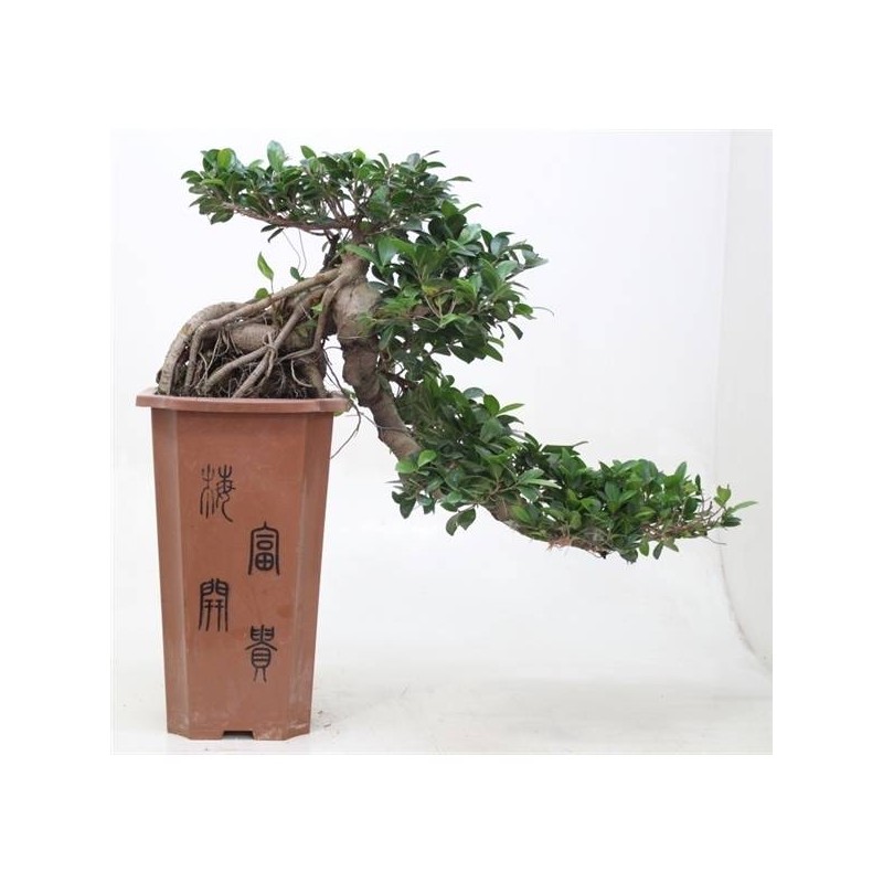 Bonsái ficus ginseng en cascada