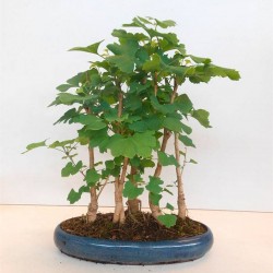 Bonsái ginkgo biloba bosque