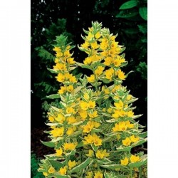 Lysimachia punctata alexander