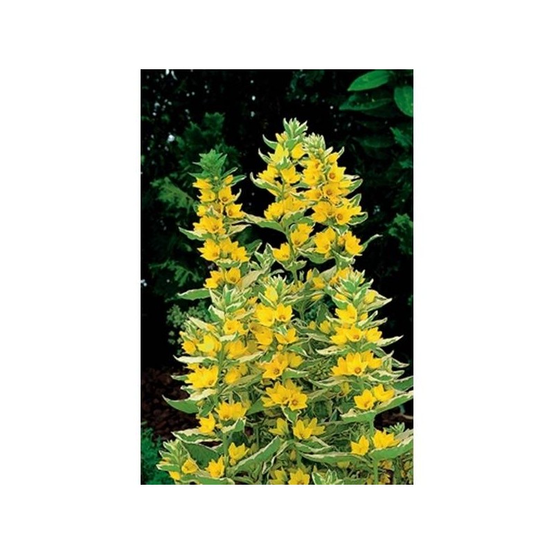 Lysimachia punctata alexander